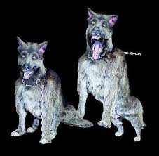 We did not find results for: Wolf105 Attacking German Shephard Scare Factory