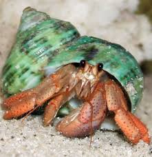 7 Pets To Have In College That Are Easy To Take Care Of Hermit Crab Crab Hermit Crab Shells