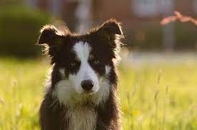 All About The Border Collie Jack Russell Mix The Border Jack