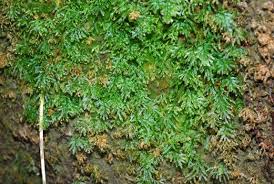 Image result for Abrodictyum rigidum