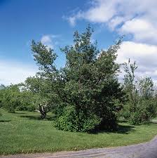 Image result for Amelanchier alnifolia