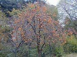 Image result for Ebenaceae