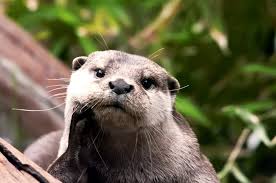 Sounds perfect wahhhh, i don't wanna. Adorable Sea Otter Otters