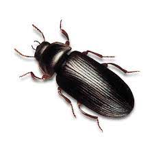 Auch in ballungszentren und begehrten wohnlagen ist eine wohnung mit wohnberechtigungsschein deshalb deutlich günstiger zu erhalten als freie wohnungen. Mehlkafer Preventa Schadlingsbekampfung