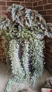 Maybe you would like to learn more about one of these? All About Begonias The Good Earth Garden Center
