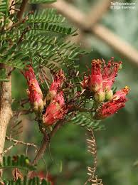 Image result for Schotia afra