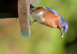 Birds Native To Indiana Thrushes All Eight Species Expected In Indiana Have Been Photographed Marty Jones Backyard Birds Species Bird Species