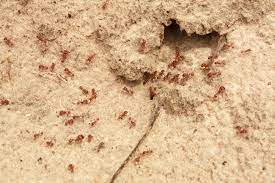Hand picked by an independent editorial team and updated for 2021. Sterling Offers The Best Pest Control Kissimmee Locals Use And Love