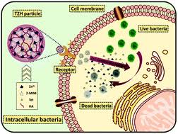 Image result for Intracellular Bacteria