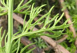 Image result for Ceratopteris