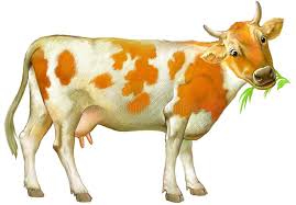 Simmental Cow Stock Illustrations 14 Simmental Cow Stock