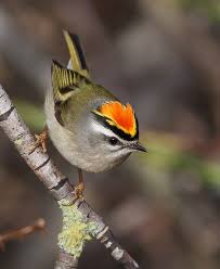 Small Bird With Yellow Stripe On Head Pin On Birds