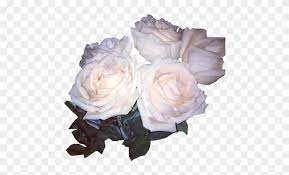 White Aesthetic Flowers Png White Roses Tumblr Png Transparent Png 470x429 3233466 Pngfind white roses tumblr png transparent png