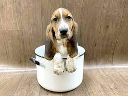 The goals and purposes of this breed standard include: Basset Hound Puppies Petland Lancaster Ohio