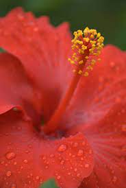 Close Up Of A Hibiscus Flower Close Up Flowers Pretty Flowers