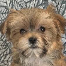 Teacup morkie puppies for sale in florida. Morkies Heavenly Puppies