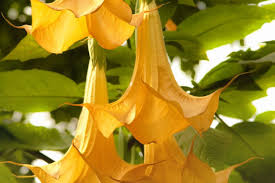 Image result for Brugmansia