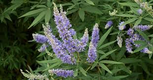 Image result for Vitex