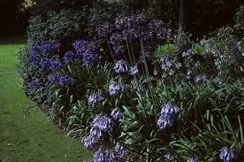 Image result for Agapanthus inapertus