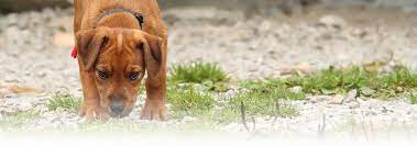 Why Do Dogs Eat Poop Hill S Pet