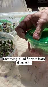 Removing Dried Flowers From Silica Sand An Immersive Guide By Cinethia
