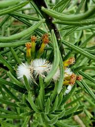 Image result for Kleinia mweroensis