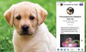 Labrador retriever dogs & puppies near london. Puppies For Free On Facebook It S Just Another Scam This Is Money