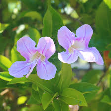 Image result for Bignonia callistegioides