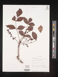 Image result for Lannea barteri