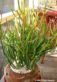 For some, the sap can cause anaphylaxis—a severe allergic reaction. Plant This Noteworthy Pencil Tree Digging