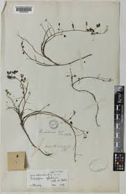 Image result for Indigofera cylindracea