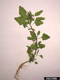 Image result for Chenopodiastrum