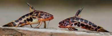 Joined feb 19, 2004 messages 38 reaction score 0. Liosomadoras Oncinus Jaguar Catfish Aquarium Catfish Fish Pet Freshwater Aquarium Fish