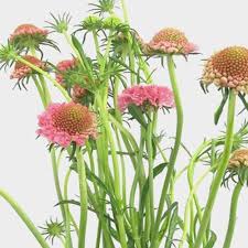 Image result for Scabiosa