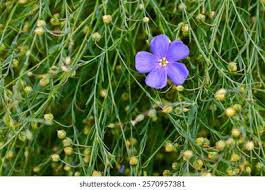 Image result for Linaceae