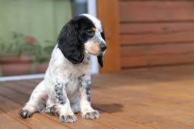 I bet when your little guy was even younger, you would have had no. How To Stop A Cocker Spaniel Puppy From Growling And Biting Easy Spaniel Training