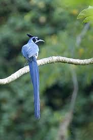 Blue Bird With Big Feathers Calocitta Formosa Photos Beautiful Birds Wild Birds Nature Birds