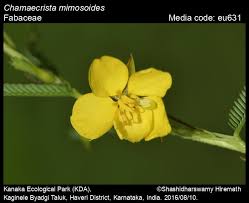 Image result for Chamaecrista mimosoides