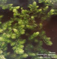 Image result for Ceratophyllum