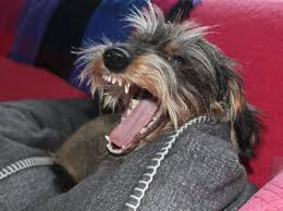 Redação janeiro 11, 2019 cachorros pequenos, populares, raças de cachorro com a letra c, recentes. Cachorros Pequenos Sao Mais Agressivos Que Os Grandes Diz Estudo