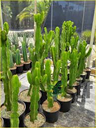 Image result for Euphorbia ingens