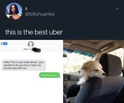 That Would Be The Only Uber Driver Id Usehttps I Redd It A0m8cov0pxb31 Jpg Cute Funny Animals Cute Animals Pretty Animals