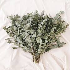 Eukalyptus Im Bund Der Sorte Cinerea Ein Toller Duft Blumen Schnittblumen Blumendeko Floristik Blumen September Hochzeit Saison Blumen September Blumen