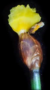 Image result for Xyris anceps