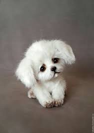 Minnos In 2020 Cute Baby Dogs Cute Baby Animals Cute Little Animals