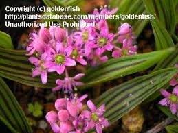 Image result for Ledebouria cooperi