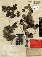 Image result for Manilkara obovata