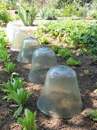 Cloches En Verre Dans Un Jardin Potager Lorraine Jardin Potager Cloches Verre Photo Groenten Tuin Tuin Tuin Decoratie