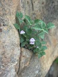 Image result for Stemodiopsis