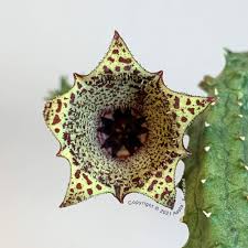Image result for Huernia leachii